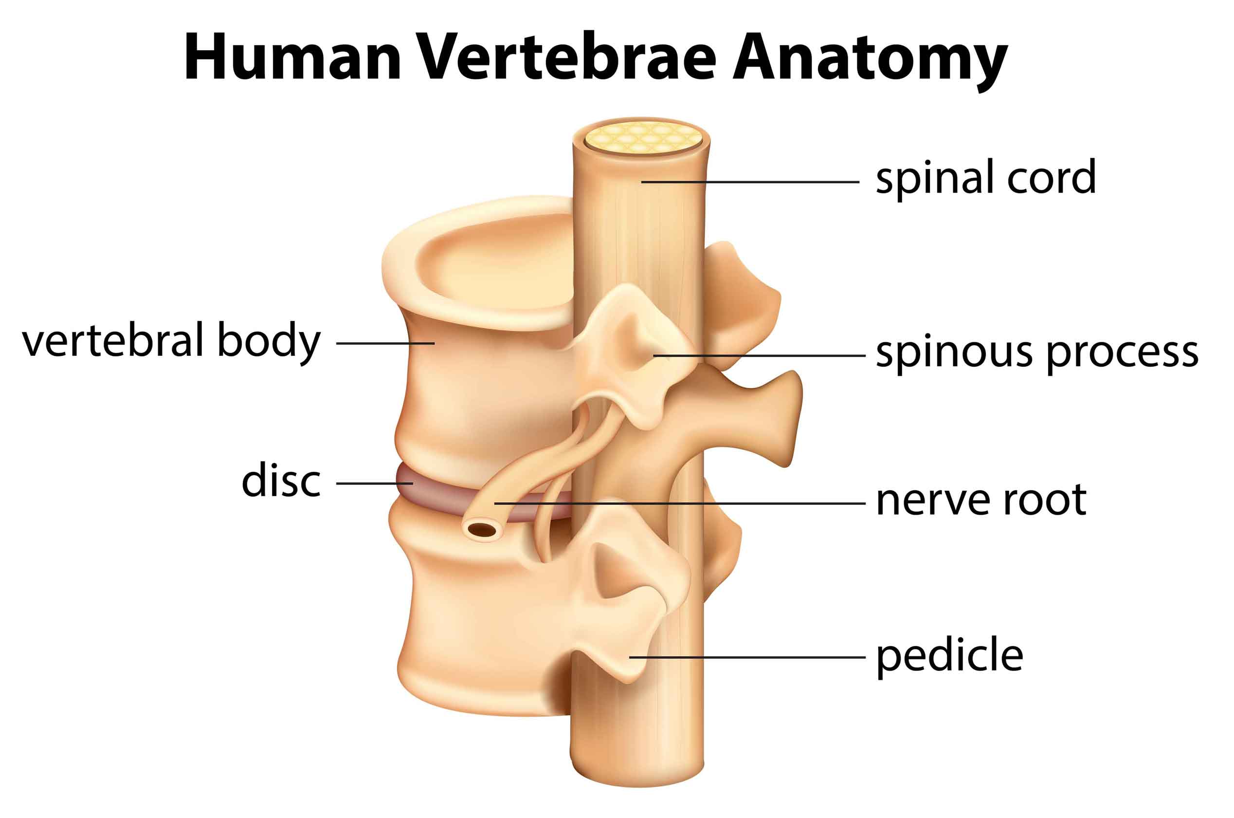 Spine cord anatomy